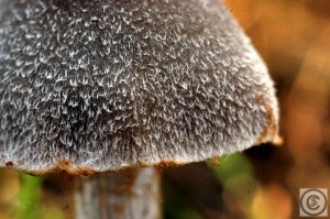 Cortinarius hemitrichus (1200 x 800)9.jpg_product